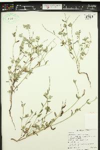 Cryptantha torreyana image