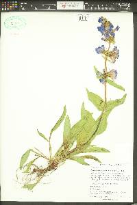 Penstemon payettensis image
