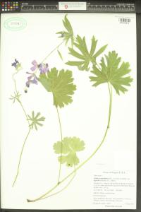 Sidalcea asprella image