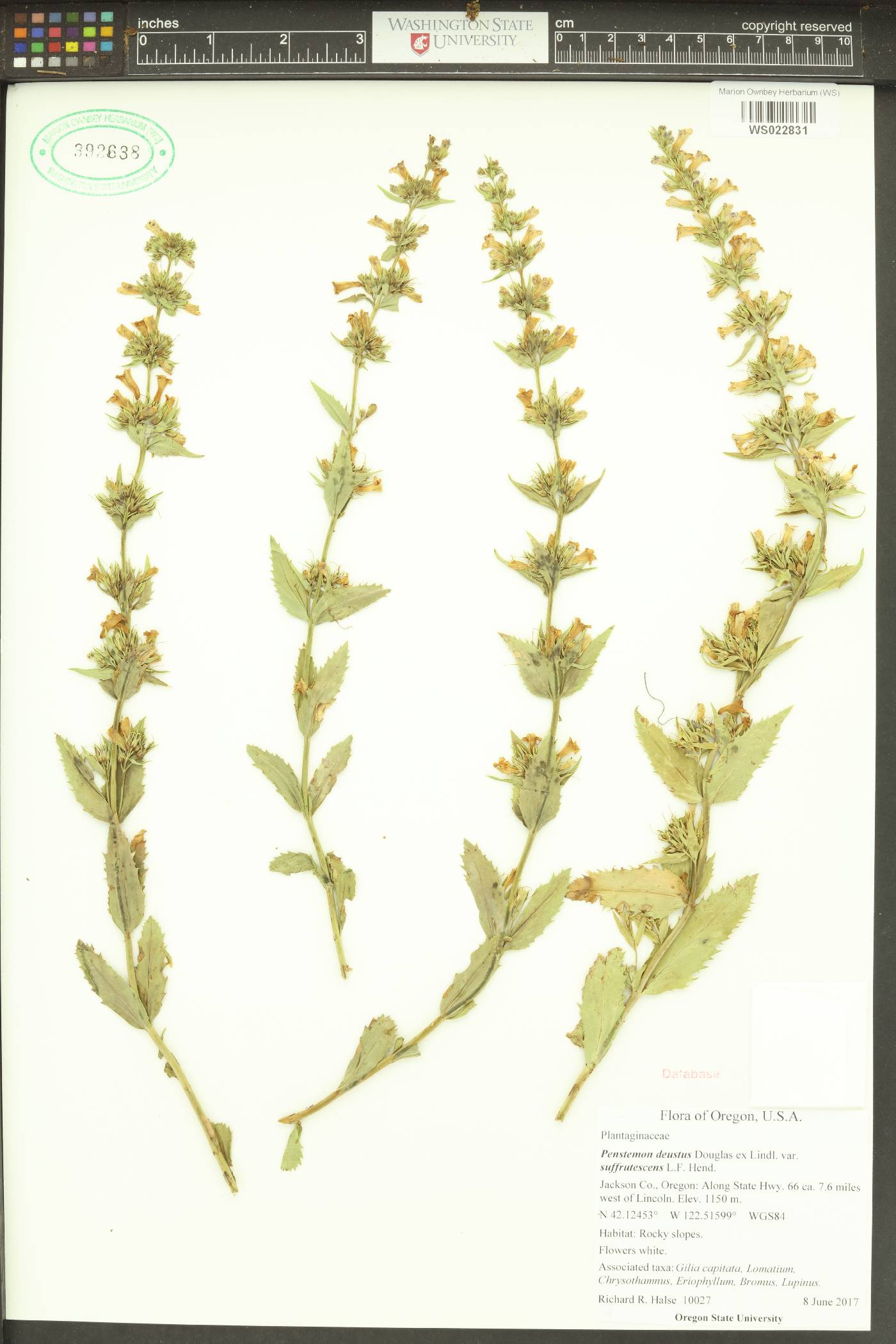 Penstemon deustus var. suffrutescens image