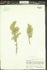 Grayia spinosa image