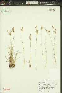 Juncus trilocularis image