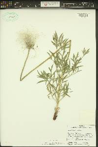 Clematis hirsutissima var. hirsutissima image