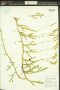 Lycopodium clavatum image