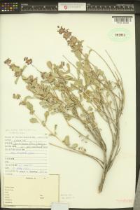 Salvia dorrii image