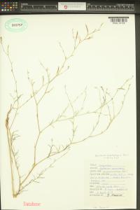 Epilobium brachycarpum image