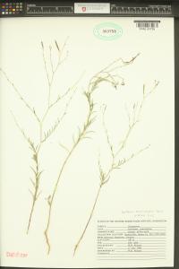 Epilobium brachycarpum image