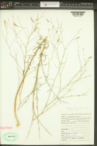 Epilobium brachycarpum image