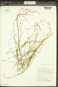 Epilobium brachycarpum image