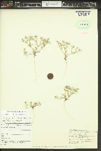 Phlox gracilis image