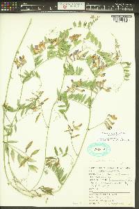 Vicia americana var. americana image