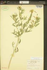 Cleomella lutea image