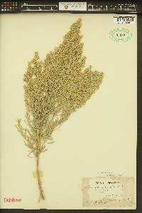Artemisia tridentata var. tridentata image
