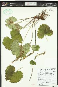 Synthyris schizantha image