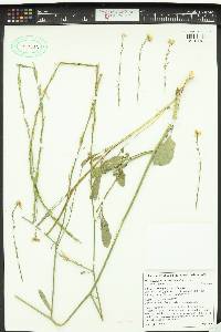 Hirschfeldia incana image