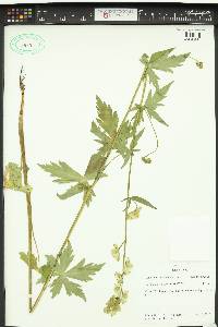 Aconitum columbianum image