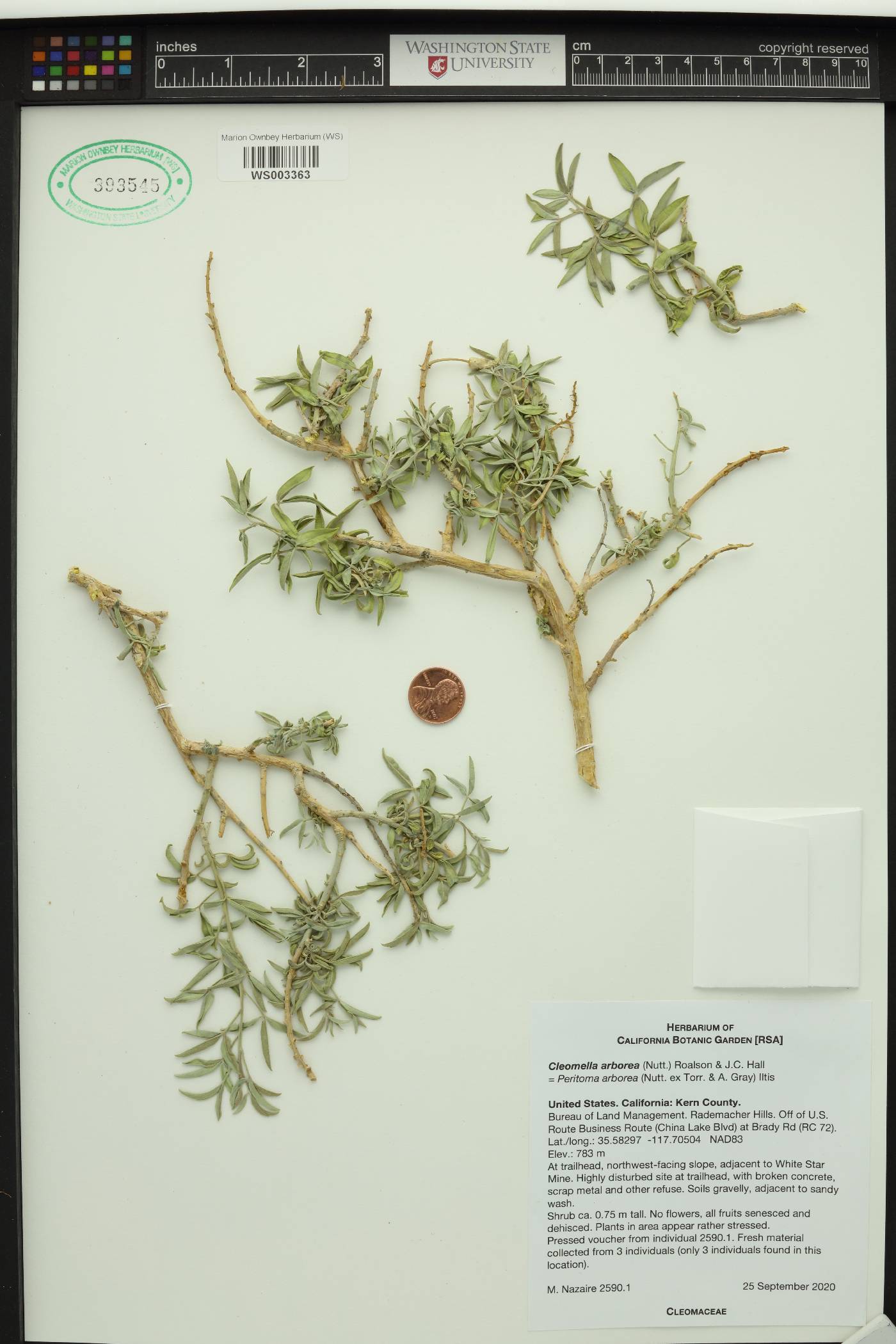 Cleomella arborea image