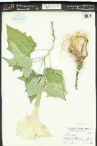 Datura wrightii image