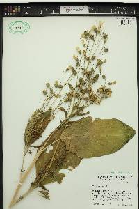 Nicotiana rustica image