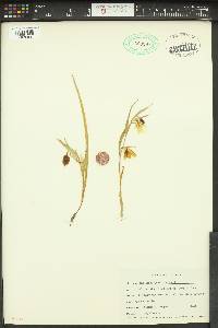 Calochortus albus image