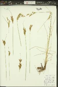 Juncus trilocularis image