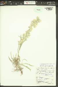 Oreocarya leucophaea image