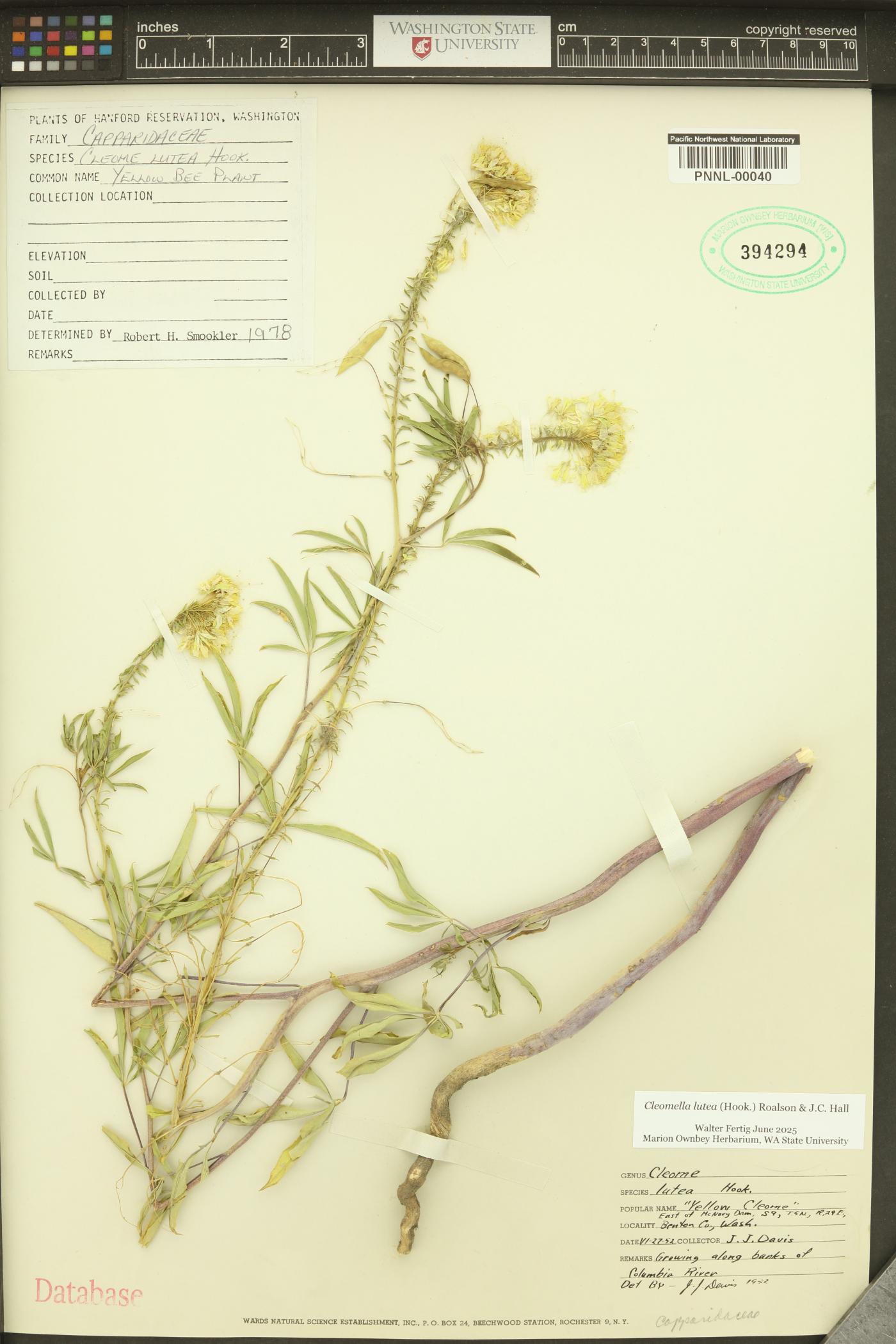 Cleomella lutea image