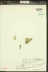 Picrothamnus desertorum image