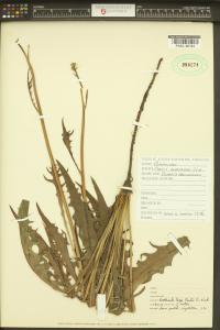 Crepis barbigera image