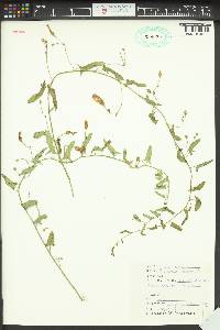 Convolvulus arvensis image