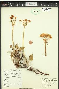 Eriogonum compositum image