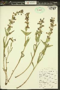 Penstemon acuminatus image