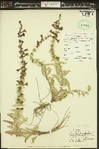 Penstemon acuminatus image