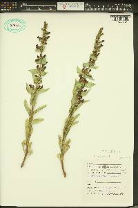 Penstemon acuminatus image
