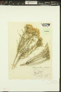 Ericameria nauseosa var. speciosa image