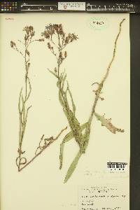 Mulgedium pulchellum image