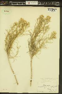 Ericameria nauseosa var. speciosa image