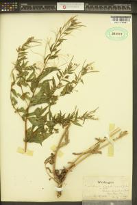 Epilobium ciliatum image