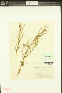 Epilobium brachycarpum image