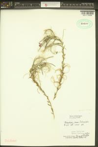 Epilobium ciliatum image