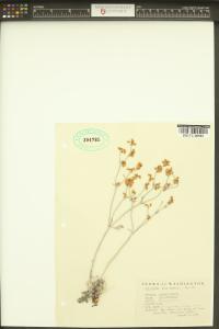 Eriogonum niveum image