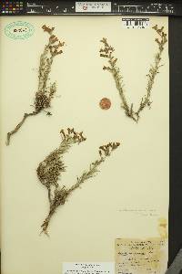 Penstemon gairdneri var. gairdneri image