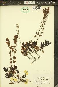 Penstemon cardwellii image