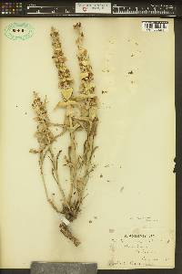 Penstemon acuminatus image