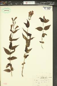 Penstemon nemorosus image