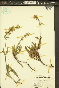 Penstemon confertus image