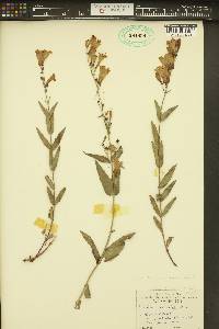 Penstemon venustus image