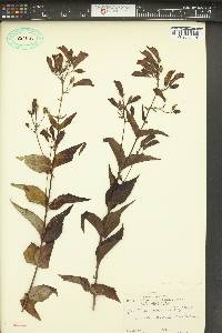 Penstemon nemorosus image