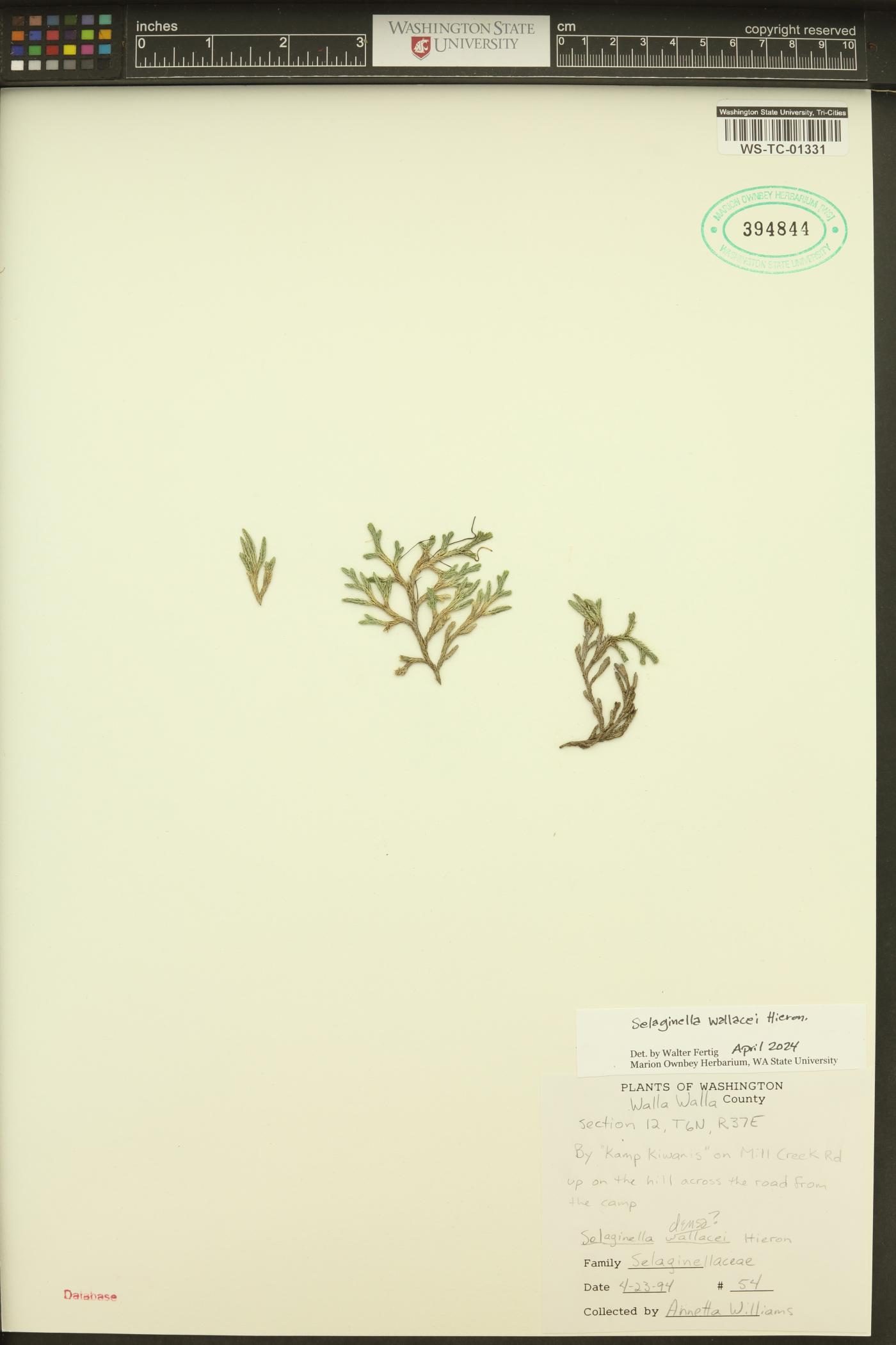 Selaginella wallacei image