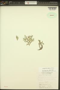Selaginella wallacei image